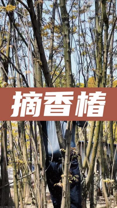 香椿雞蛋有，就缺二兩酒！