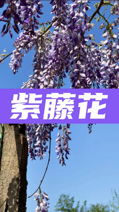 春有約，花不誤，陌上紫藤香如故。